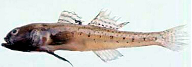 Pomatoschistus quagga_03